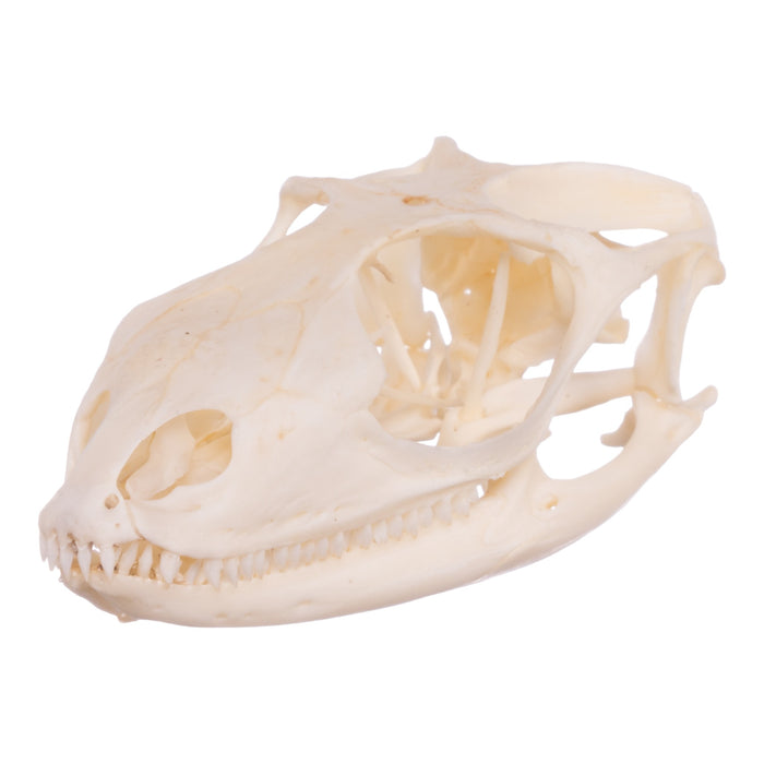 Real Spiny-tailed Iguana Skull