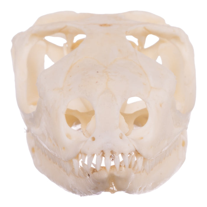 Real Spiny-tailed Iguana Skull