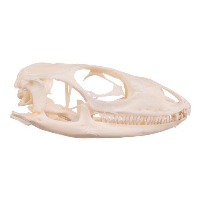 Real Spiny-tailed Iguana Skull