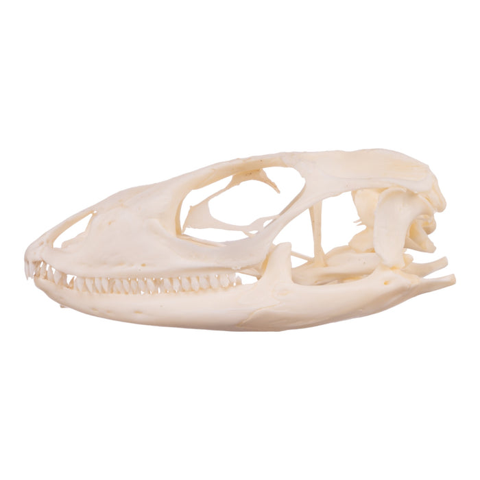 Real Spiny-tailed Iguana Skull