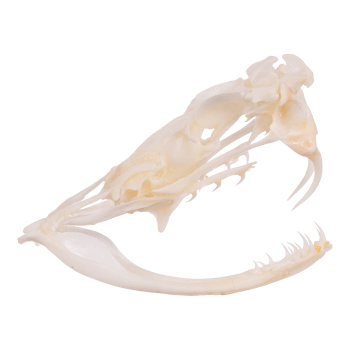 Real Prairie Rattlesnake Skull - Albino