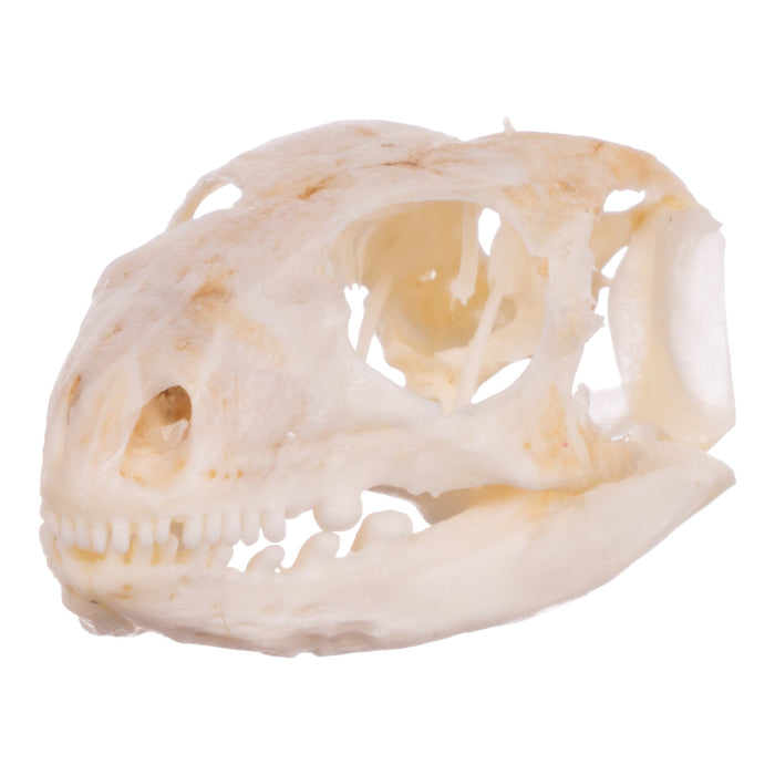 Real Blue-tongued Skink Skull