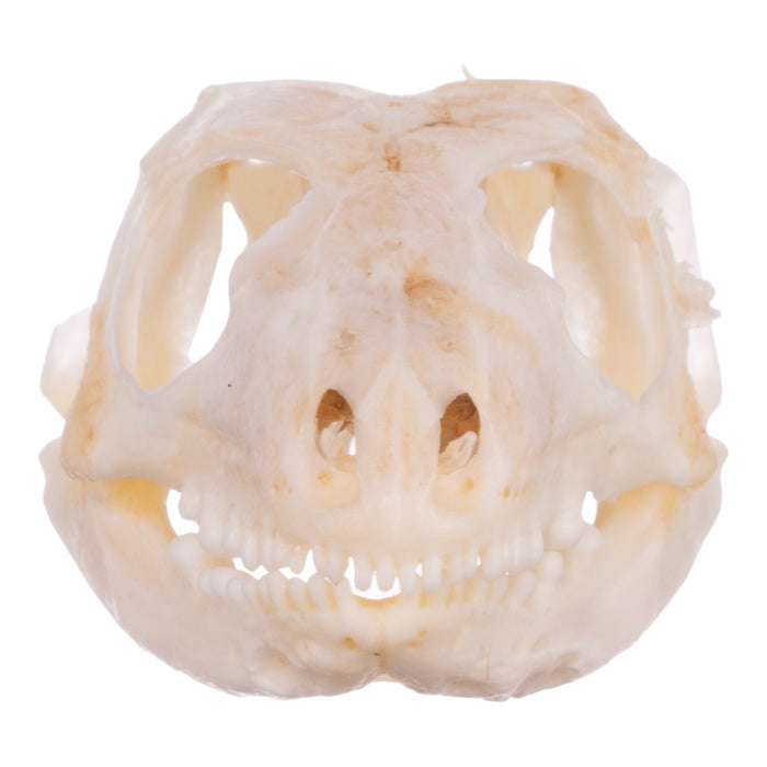 Real Blue-tongued Skink Skull