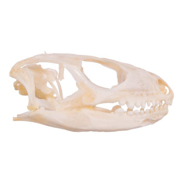 Real Blue-tongued Skink Skull