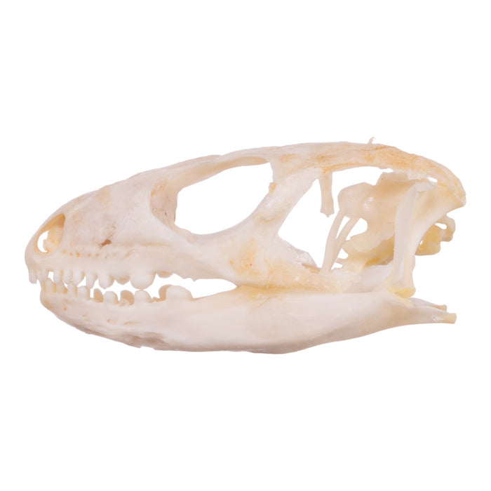 Real Blue-tongued Skink Skull