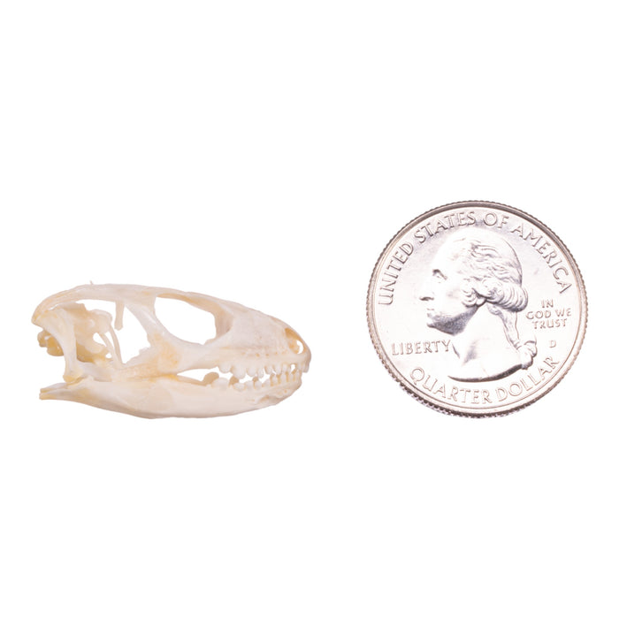 Real Blue-tongued Skink Skull