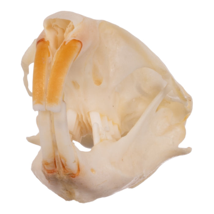 Real Idaho Pocket Gopher Skull