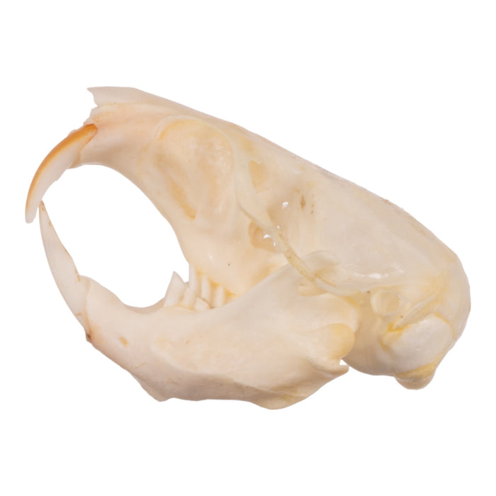 Real Idaho Pocket Gopher Skull