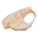 Real Idaho Pocket Gopher Skull