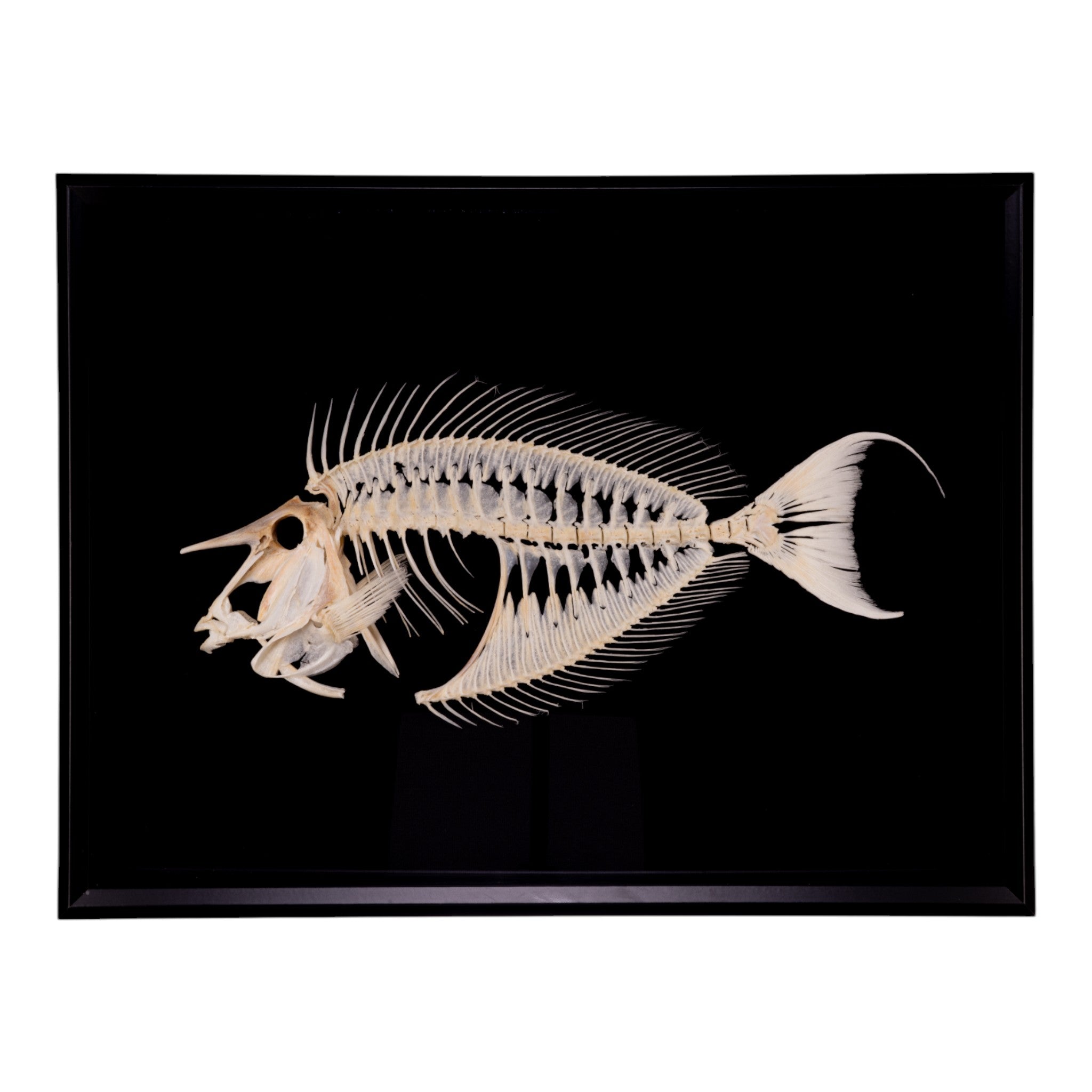 Real Unicornfish Skeleton in Shadow Box