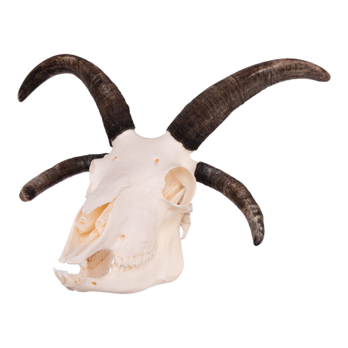 Real Four-horned Jacob Sheep Skull with Jaw