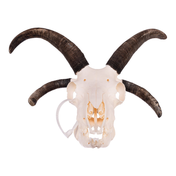 Real Four-horned Jacob Sheep Skull with Jaw