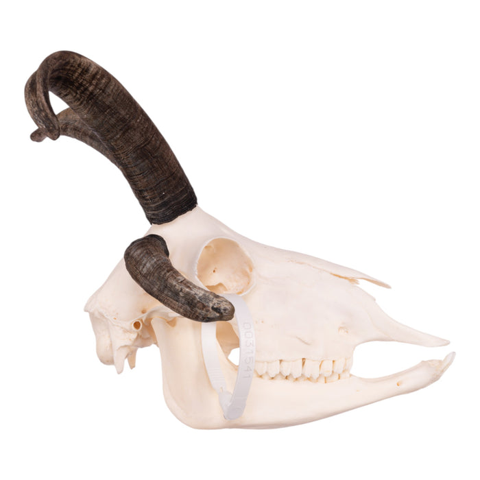 Real Four-horned Jacob Sheep Skull with Jaw