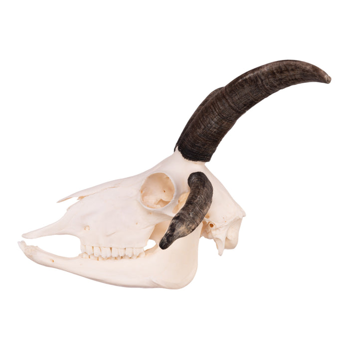 Real Four-horned Jacob Sheep Skull with Jaw