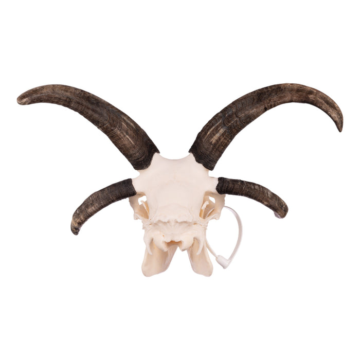 Real Four-horned Jacob Sheep Skull with Jaw