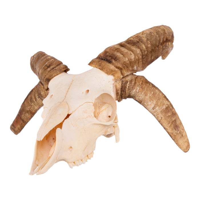 Real Four-horned Jacob Sheep Skull