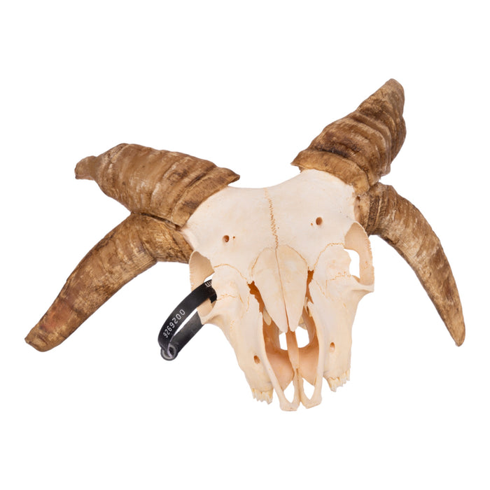 Real Four-horned Jacob Sheep Skull