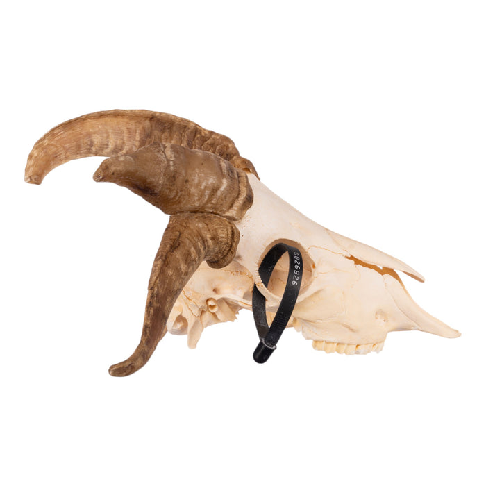 Real Four-horned Jacob Sheep Skull