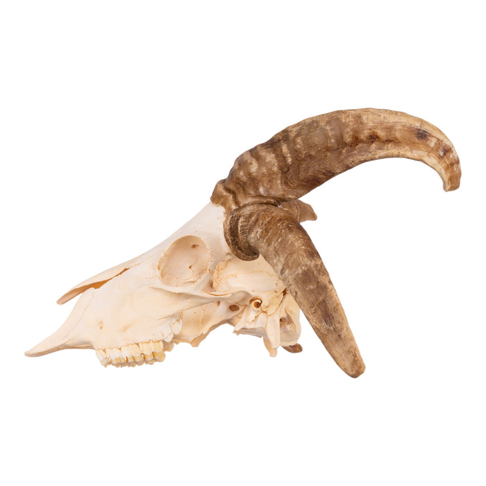 Real Four-horned Jacob Sheep Skull