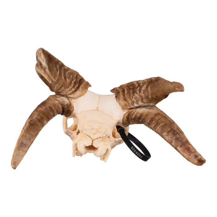 Real Four-horned Jacob Sheep Skull