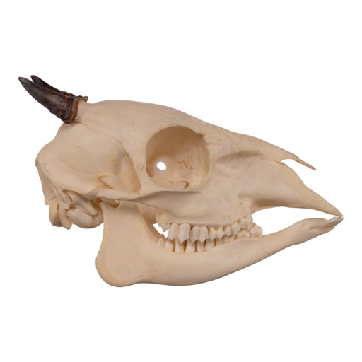 Real Blue Duiker Skull