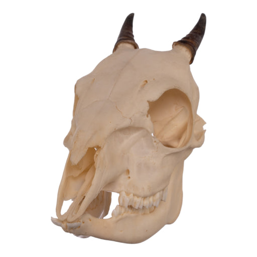 Real Blue Duiker Skull