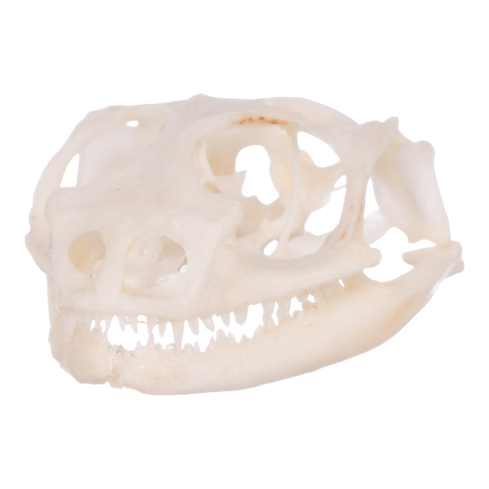 Real Collared Lizard Skull