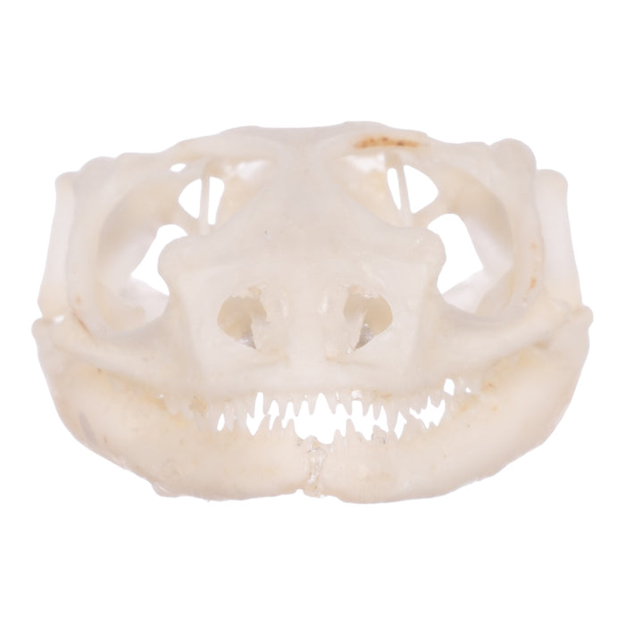 Real Collared Lizard Skull