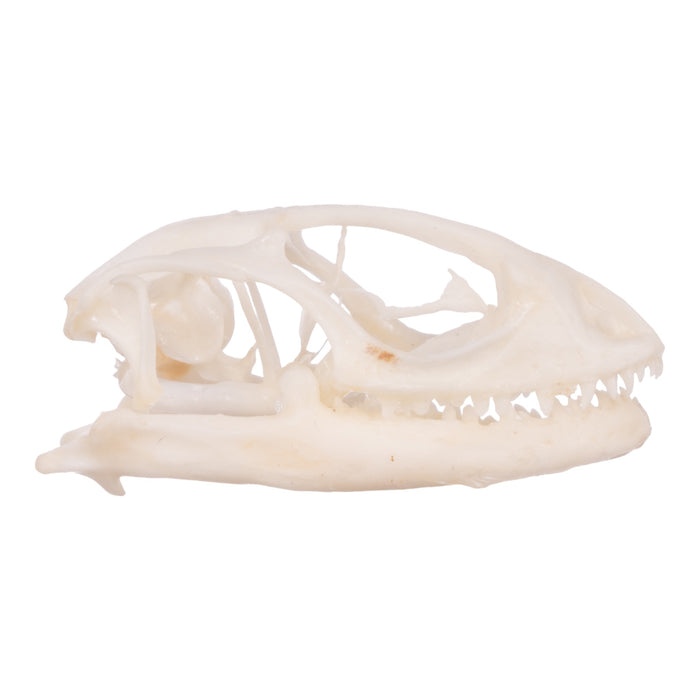 Real Collared Lizard Skull