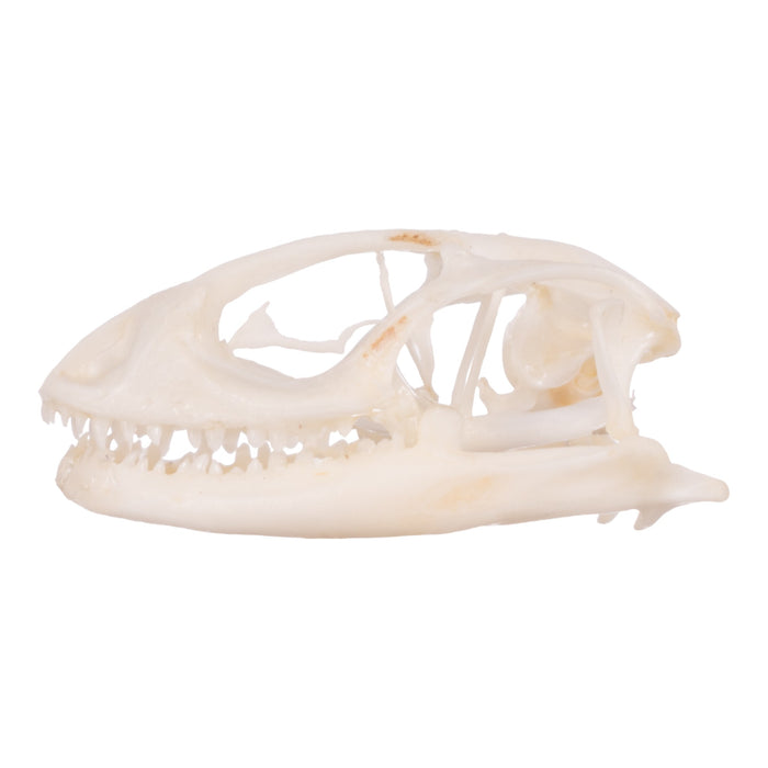 Real Collared Lizard Skull