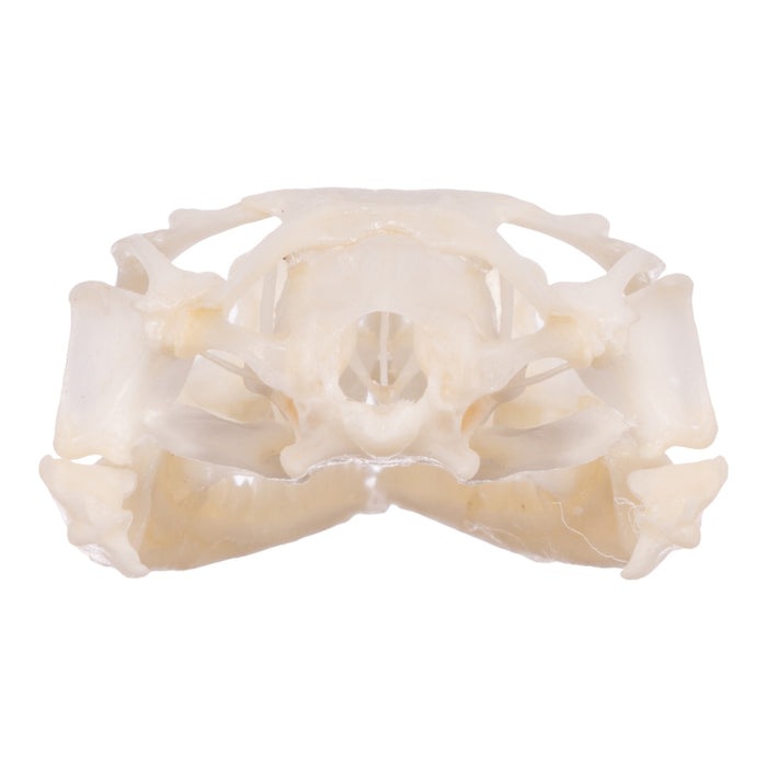 Real Collared Lizard Skull