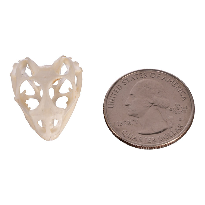 Real Collared Lizard Skull