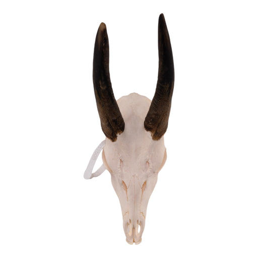 Real Bushbuck Skull with Jaw