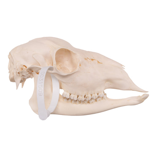 Real Roe Deer Skull - Female