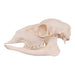 Real Roe Deer Skull - Female