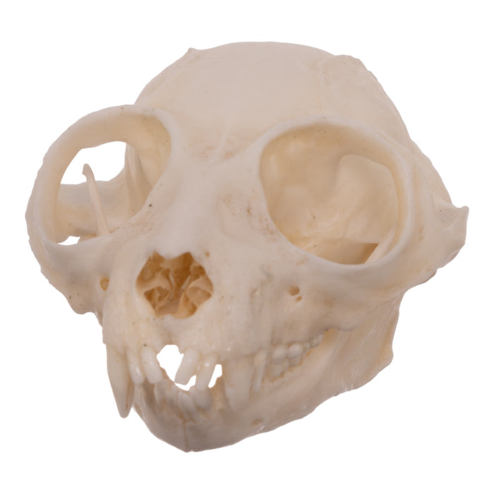 Real Central African Potto Skull