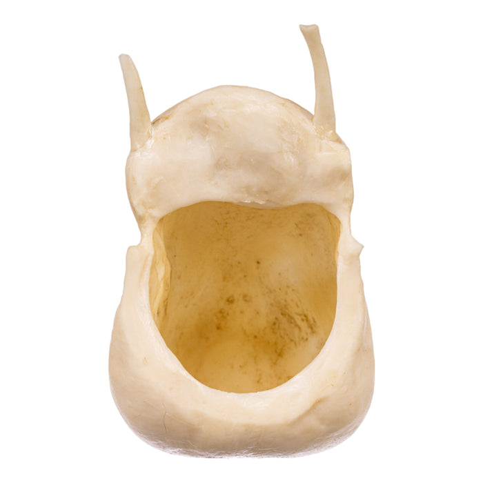 Replica Mantled Howler Hyoid