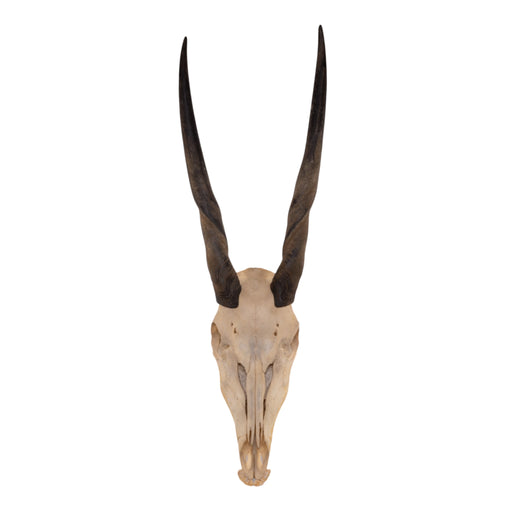 Real Eland Skull with Jaw - Female