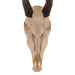 Real Eland Skull with Jaw - Female