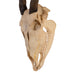 Real Eland Skull with Jaw - Female