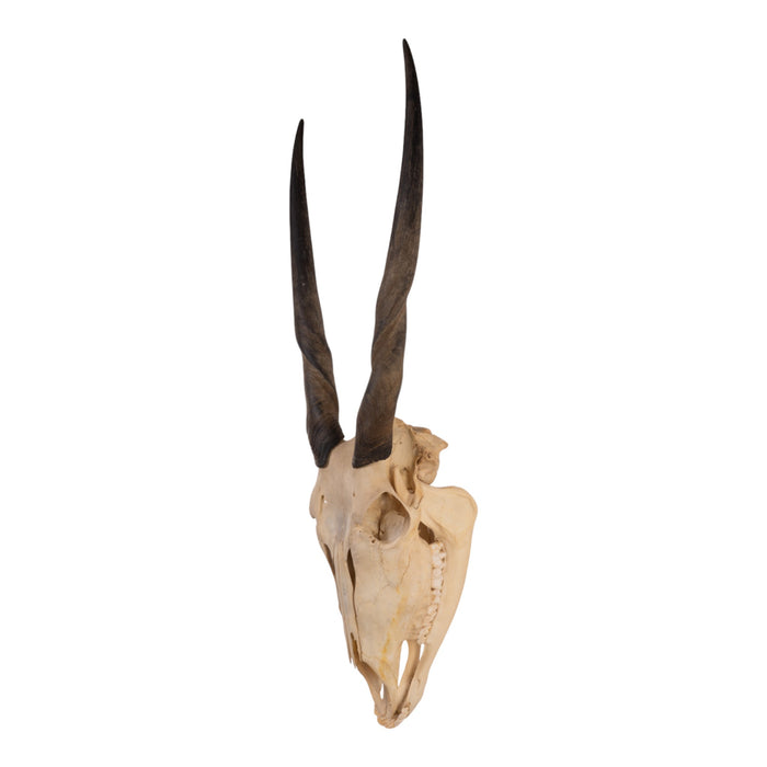 Real Eland Skull with Jaw - Female