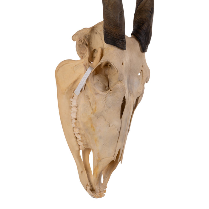 Real Eland Skull with Jaw - Female