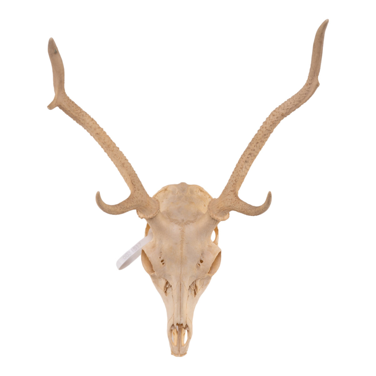Real Sika Deer Skull with Jaw