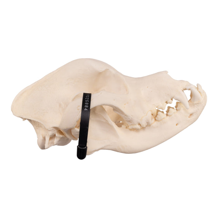 Real Domestic Dog Skull - Rottweiler