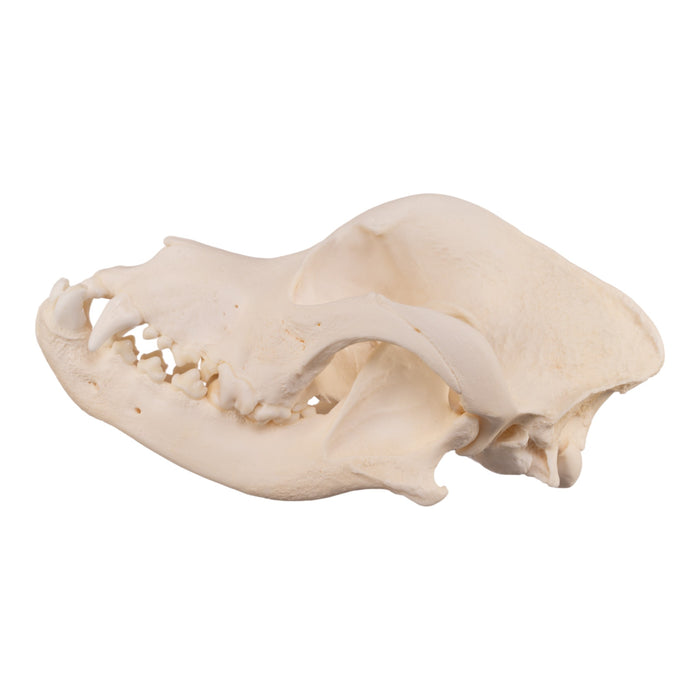 Real Domestic Dog Skull - Rottweiler