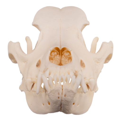 Real Domestic Dog Skull - Rottweiler