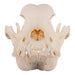 Real Domestic Dog Skull - Rottweiler