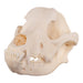 Real Domestic Dog Skull - Rottweiler