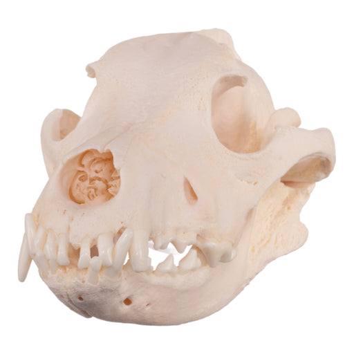 Real Domestic Dog Skull - Pathology