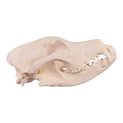 Real Domestic Dog Skull - Pathology